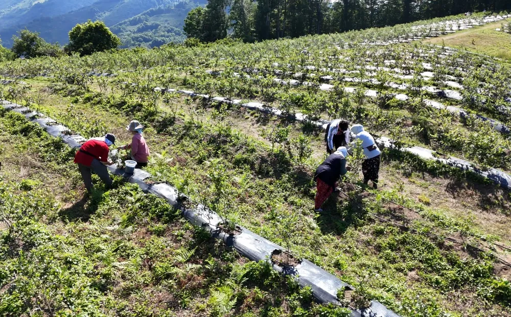 ORDU’NUN TOPRAKLARINDAN BEREKET FIŞKIRIYOR