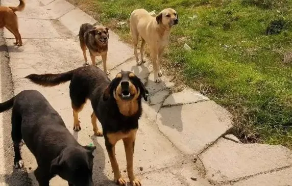 SARAÇLI MAHALLESİ SAKİNLERİ SAHİPSİZ SOKAK KÖPEKLERİNDEN ŞİKAYETÇİ!