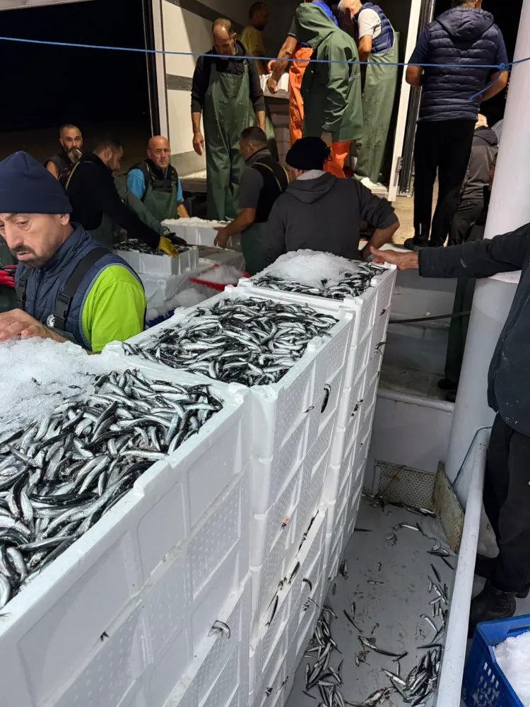 Ordu’da Hamsi Avcılığına Kota Denetimi: 60 Ton Hamsiye Nakil Onayı Verildi
