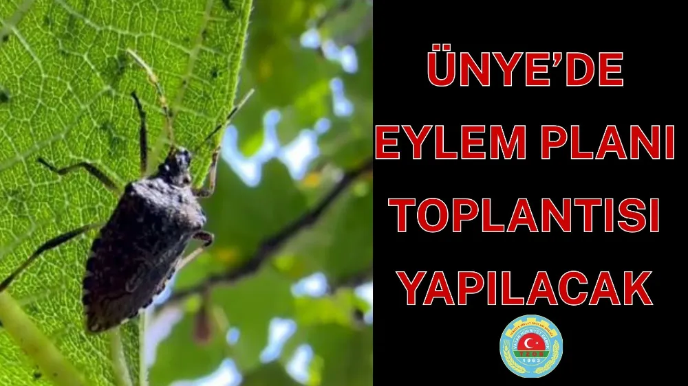 Ünye’de Kahverengi Kokarcaya Karşı Eylem Planı Toplantısı Yapılacak