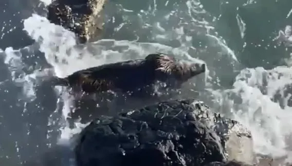 PERŞEMBE’DE YABAN DOMUZU DENİZE GİRDİ!