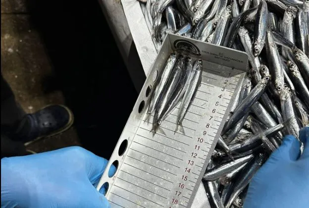 Hamsi Avcılığına Denetimler Sürüyor!