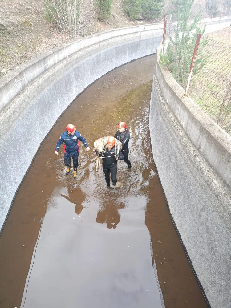 SU KANALINA DÜŞEN KARACA KURTARILDI