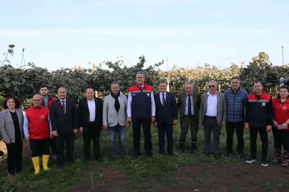 Ondokuzmayıs’ta Kivi Üretimi Hızla Artıyor