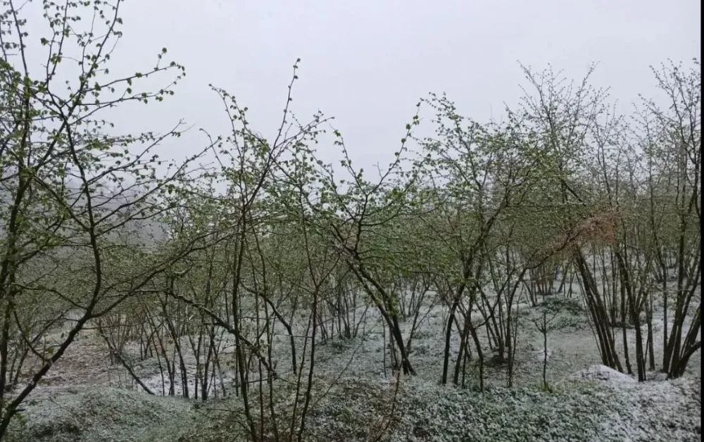 ORDU’NUN YÜKSEK KESİMLERİ BEYAZA BÜRÜNDÜ, ZİRAİ DON RİSKİNE DİKKAT!