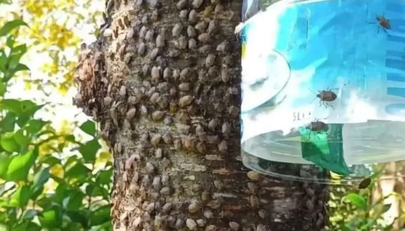 Kahverengi Kokarcaya Karşı Feromonla Mücadele Başladı