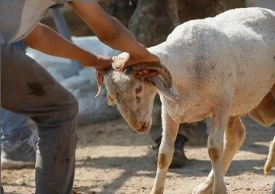 SOKAKTA KURBAN KESİMİNE CEZA YAĞACAK!