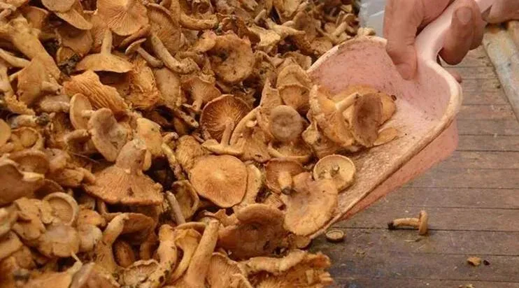 Doğadan Toplanan Mantarları Yemeyin