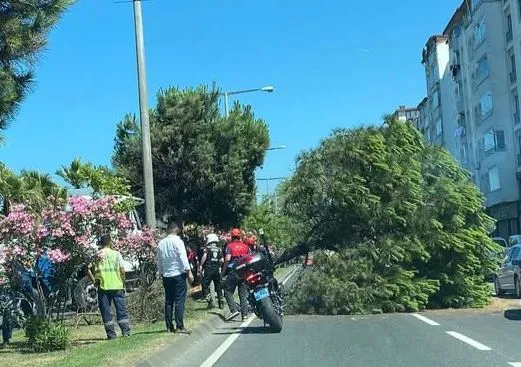 FATSA’DA KAMYON AĞACA ÇARPTI!
