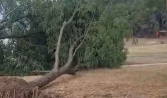 FATSA’DA AĞAÇLAR AŞIRI YAĞIŞA DAYANAMADI.