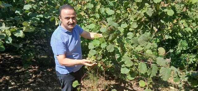 ŞANLITÜRK: FINDIK FİYATININ YÜKSELECEĞİNE İNANCIM TAMDIR!