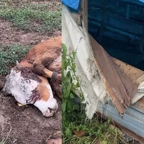 ÇAMBAŞI YAYLASI’NDA AHIRA GİREN AYI İNEĞİ PARÇALADI