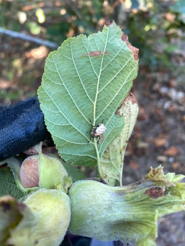 MUTASYONA UĞRAYAN BEYAZ KOKARCA ŞOKU!