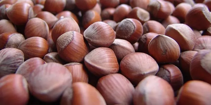 Giresun kalite fındık fiyatı 200 lira, Levant kalite fındık kilogramı ise 195 lira oldu.